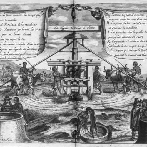sugar manufacture in the antilles isles